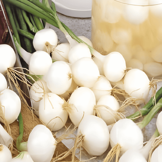 Pickling Onion Seeds De Barletta Allium Cepa Early Silver Bulbs