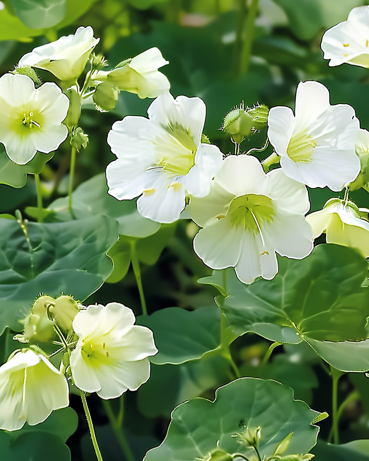 Indian Cress Milkmaid Seeds Tropaeolum Majus White Flowers