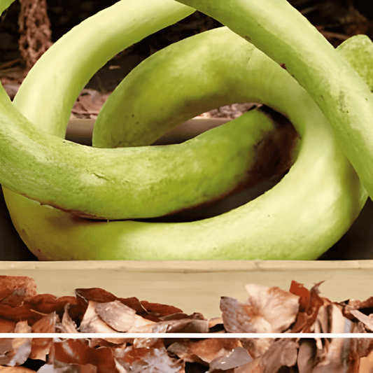 Italian Snake Gourd Seeds Lagenaria Siceraria Cucuzzi Type