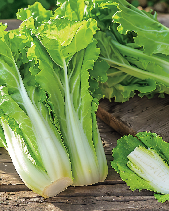 Groenlof Seeds Cichorium Intybus Early Self Closing Variety