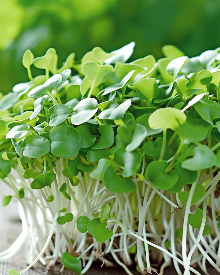 Mizuna Microgreens Seeds Brassica Rapa Subsp Nipposinica Vegetable