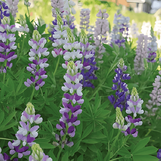 Lupine Pixie Delight Seeds Lupinus Nanus Annual Flower Mix