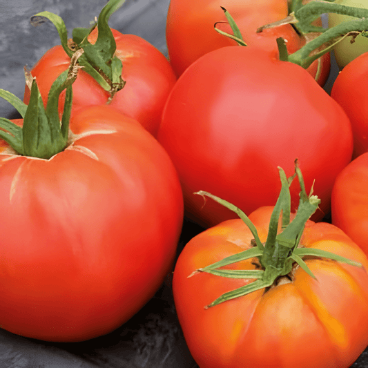 Saint Pierre Tomato Seeds Solanum Lycopersicum Heirloom Variety