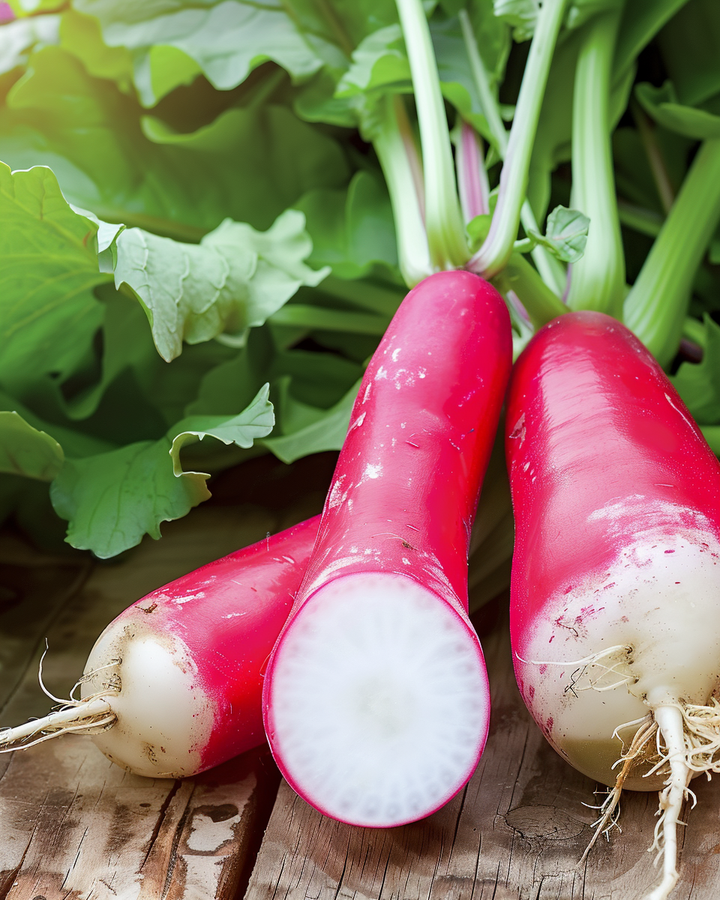 French Breakfast Radish Seeds Raphanus Sativus Long Spicy Flavor
