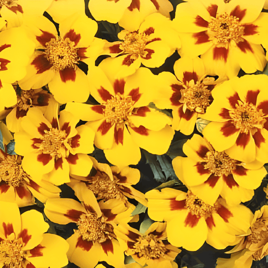 Small Marigold Seeds Tagetes Patula Nana Compact Annual Flower Seeds