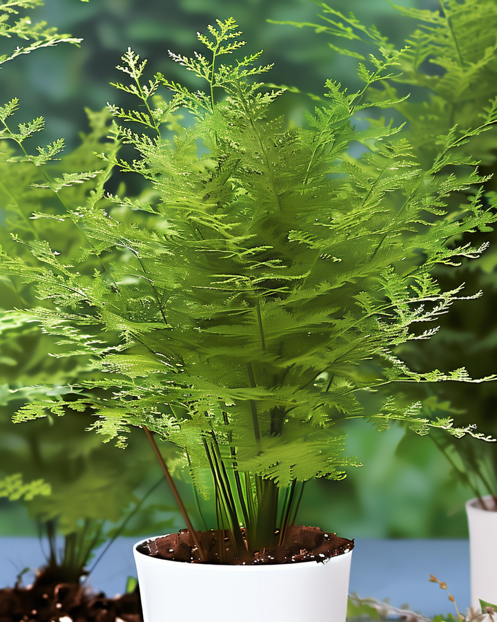 Ornamental Asparagus Seeds Asparagus Plumosus Nanus Decorative Foliage