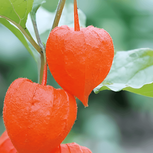 Chinese Lantern Plant Seeds Physalis Alkekengi Var Franchetti