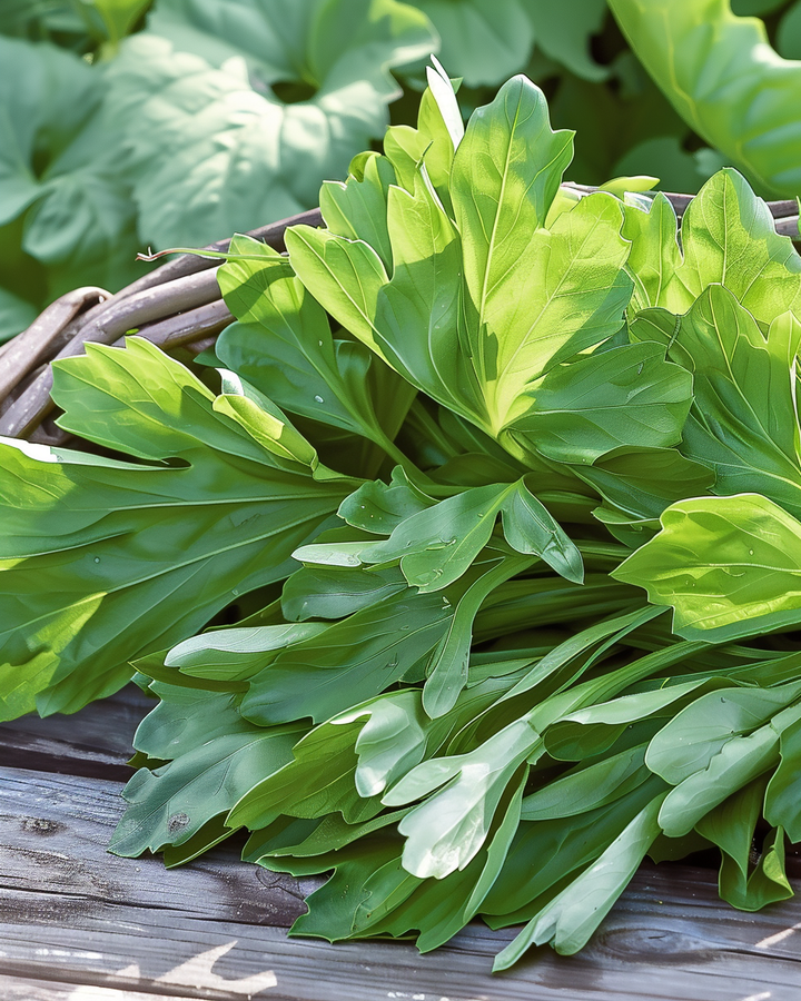 Corn Salad Seeds Large North Holland Valerianella Locusta