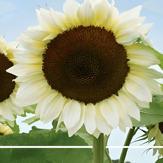 White Sunflower Seeds Helianthus Annuus White Moon F1 Variety