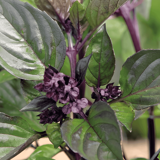 Cinnamon Basil Seeds Ocimum Basilicum Cinnamomum Culinary Herb