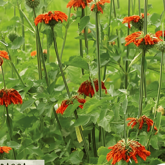 Lion’s Ear Seeds Leonotis Nepetifolia Orange Flowering Annual