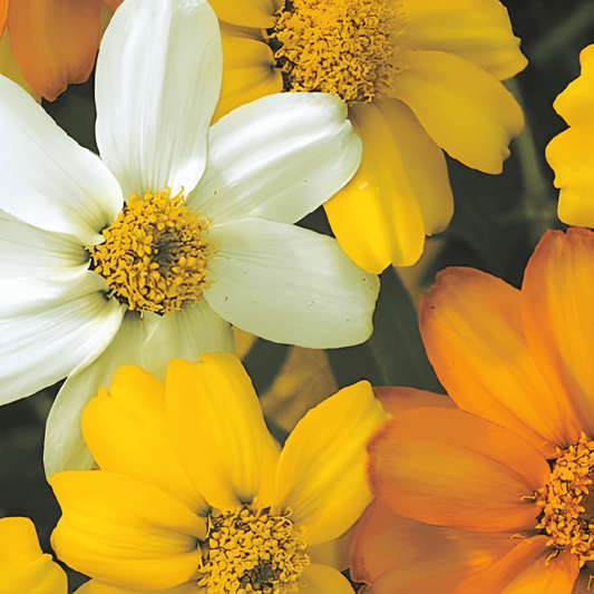 Zinnia Star Starbright Mixed Seeds Zinnia Angustifolia Flowers