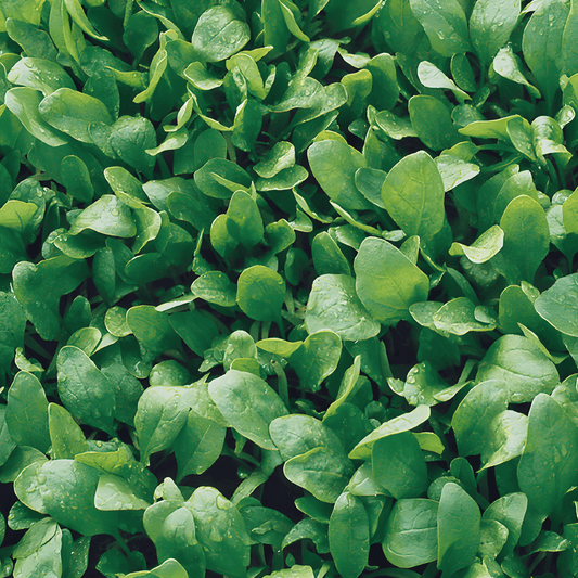 Spinach Broadleaf Sharp Seeds Spinacia Oleracea Fast Growing Variety