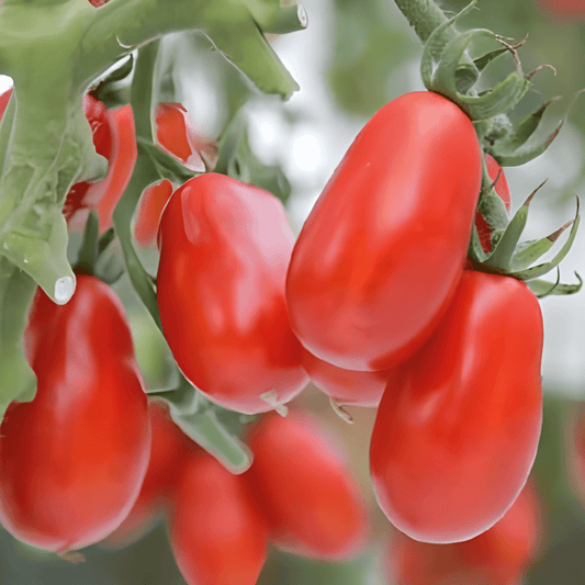 Roma Tomato Seeds Solanum Lycopersicum Roma VF Variety