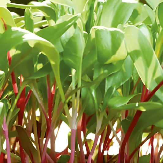 Rainbow Chard Microgreens Seeds Beta Vulgaris Colorful Mix