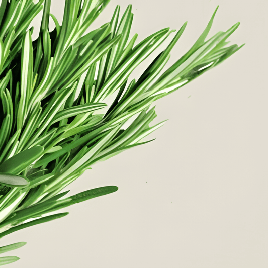 Organic Rosemary Seeds Rosmarinus Officinalis Herb Seeds