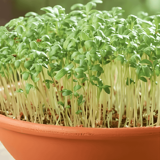 Garden Cress Seeds Lepidium Sativum Common Fast Growing Herb
