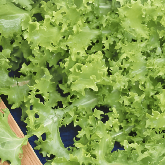 Endive Seeds Always White Cichorium Endivia Summer Cultivation