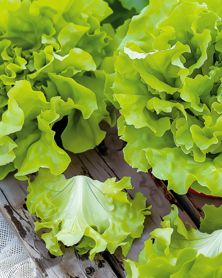 Australian Yellow Leaf Lettuce Seeds Lactuca Sativa Vegetable