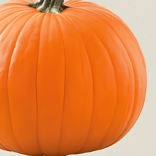 Organic Halloween Pumpkin Seeds Cucurbita Pepo Jack OLantern