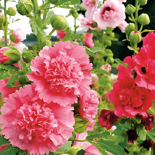 Hollyhock Seeds Alcea Rosea Summer Carnival Double Flowers