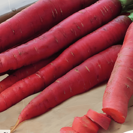 Red Carrot Seeds Redsun F1 Daucus Carota