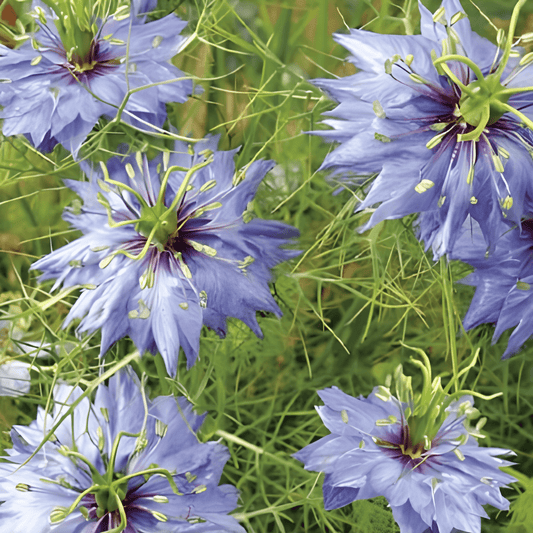 Nigella Seeds Nigella Damascena Double Blue Flowers For Bouquets