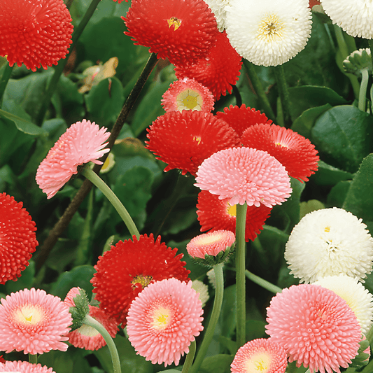 Bellis Perennis Seeds Pomponette Button Daisy Mixed Colors