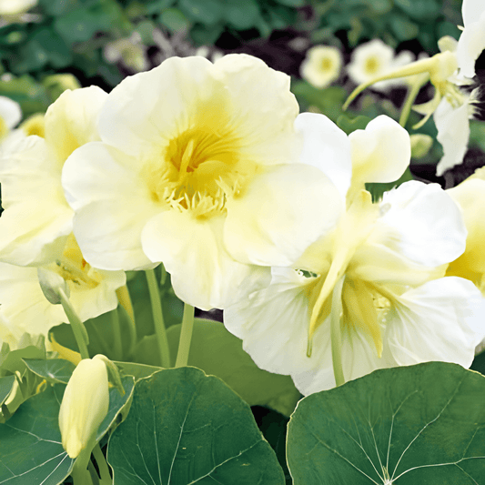 Nasturtium Milkmaid Seeds Tropaeolum Majus Creamy White Flowers
