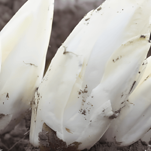 Brussels Endive Seeds Cichorium Intybus Mechelen Early Middle