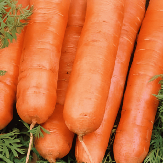 Winter Carrot Berlikumer 2 Seeds Daucus Carota Variety