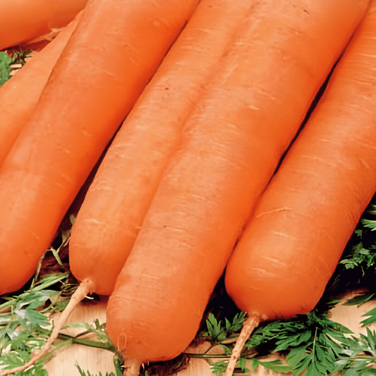 Carrot Nantes Seeds Daucus Carota Sweet Summer Vegetable Seeds