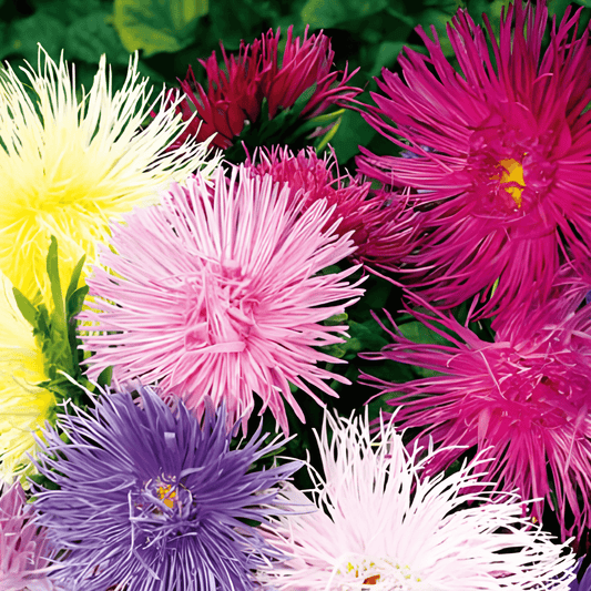 China Aster Seeds Callistephus Chinensis Unicum Mixed Colors