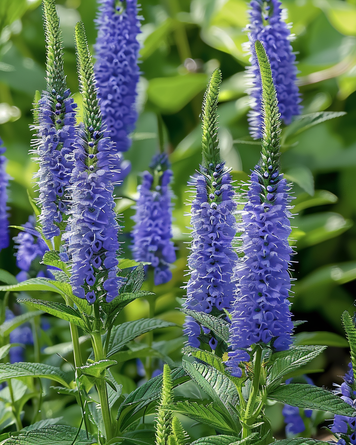 Veronica Spicata Seeds Erect Speedwell Blue Flower Seeds