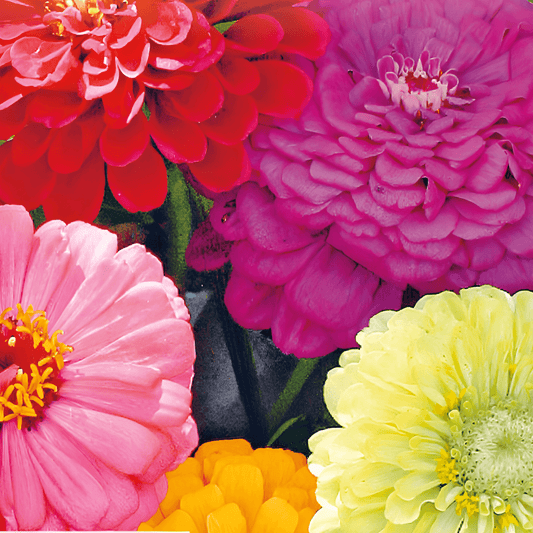 Zinnia Dahlia Flower Seeds Zinnia Elegans Large Double Blooms