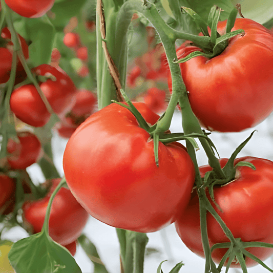 Tomato Saint Pierre Seeds Solanum Lycopersicum Large Outdoor Variety