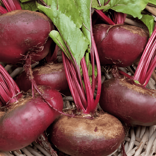 Egyptian Round Beet Seeds Beta Vulgaris Vegetable Seeds