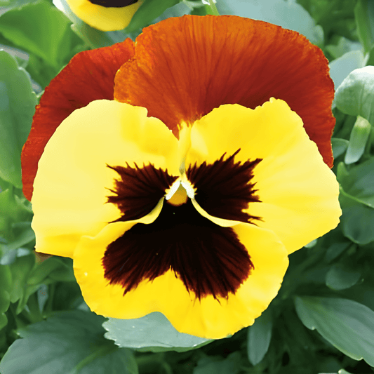 Viola Seeds Red Wing Large Flowers Viola Wittrockiana