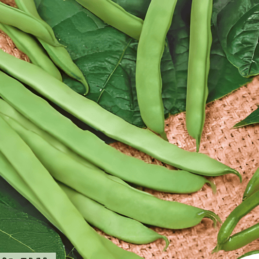 Mechelse Tros Broad Bean Seeds Phaseolus Vulgaris 25g Packet