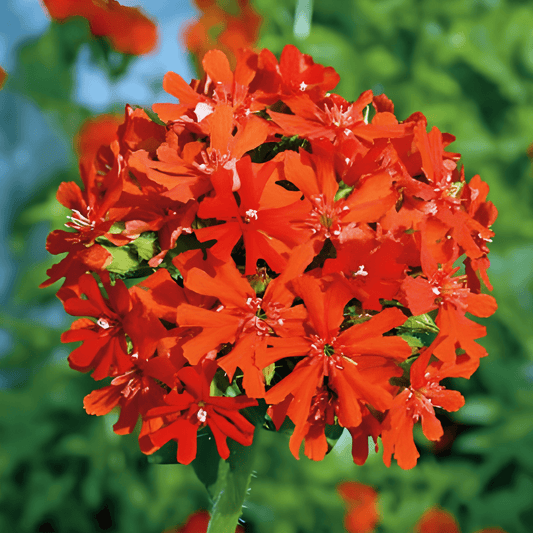 Burning Love Lychnis Chalcedonica Seeds Intense Red Flowers