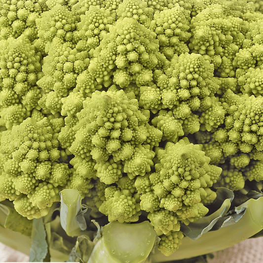 Green Cauliflower Seeds Brassica Oleracea White Gold F1 Romanesco