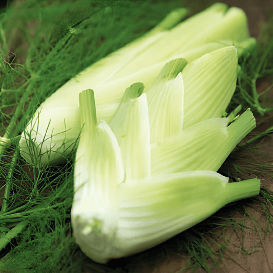 Fennel Seeds Foeniculum Vulgare Var Dulce Doux De Florence