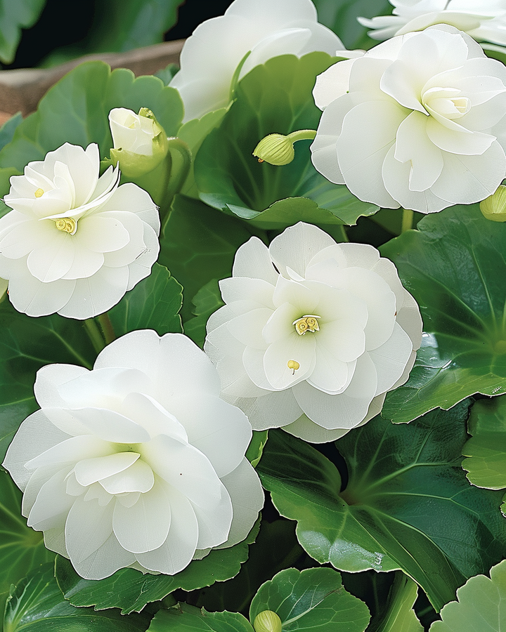 Begonia F1 White Comet Seeds Begonia Semperflorens Flowering Variety