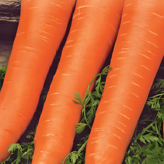 Winter Carrot Seeds Daucus Carota Flakkée 2 Blunt Tip