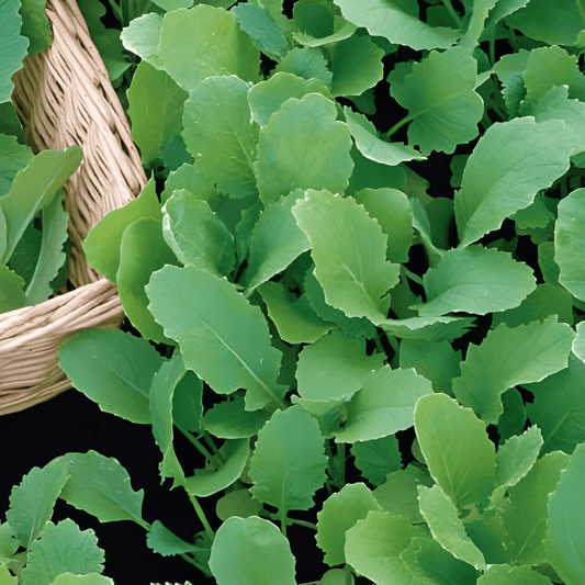 Rapeseed Greens Seeds Brassica Rapa Early Harvest Vegetable