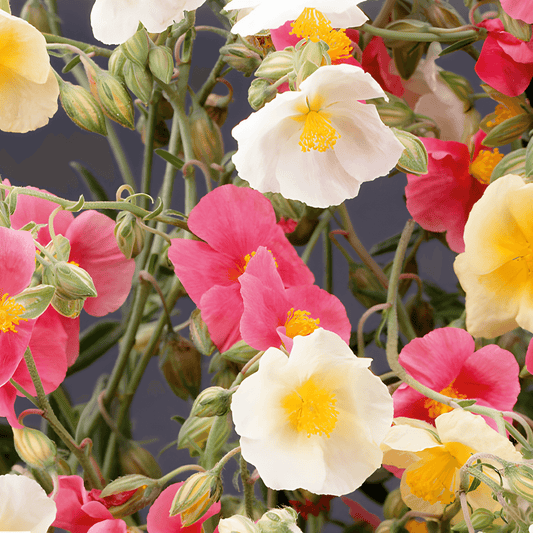 Helianthemum Mutabile Mixed Rockrose Flower Seeds