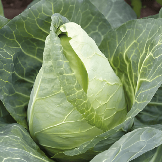 White Cabbage Express Seeds Brassica Oleracea Fast Growing Variety