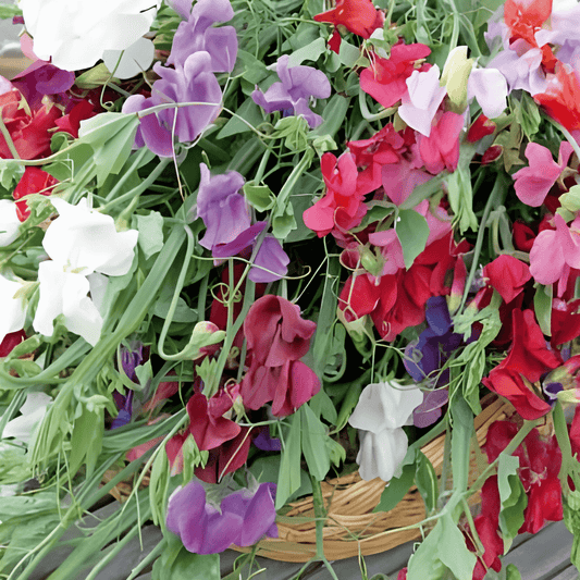 Sweet Pea Royal Family Seeds Lathyrus Odoratus Mixed Colors