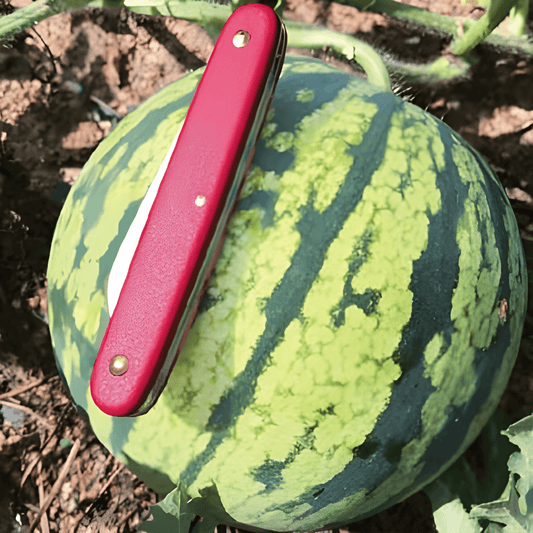 Mini Watermelon Seeds Citrullus Lanatus Tigrimini F1 Compact Fruits