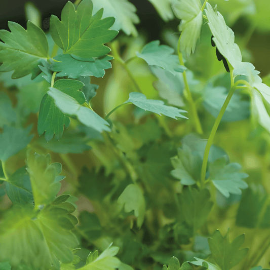 Pimpernel Seeds Sanguisorba Minor Small Versatile Herb Seeds